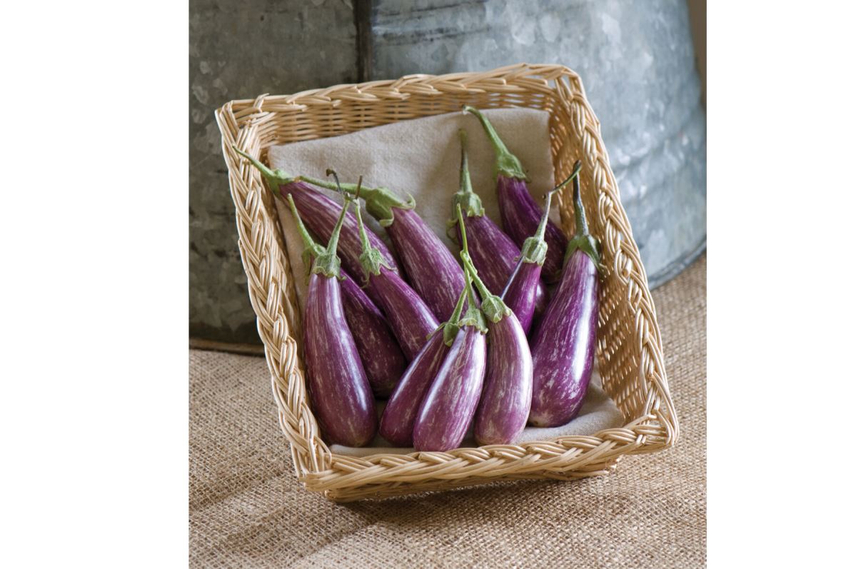 Fairy Tale – Eggplant Seed